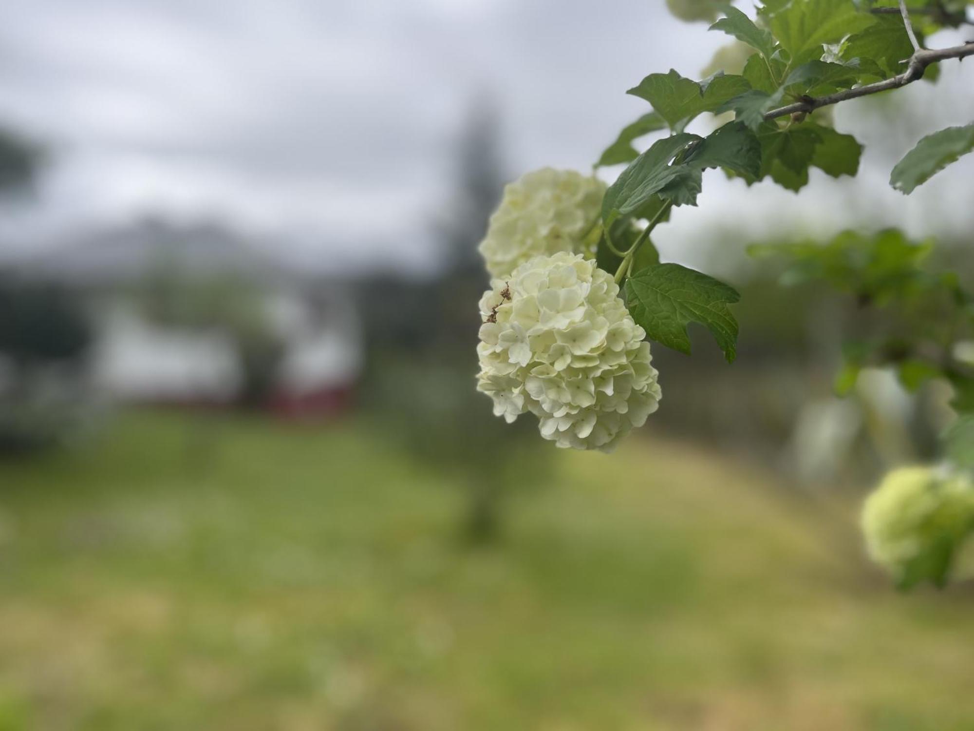 אורנסה A Casina Casa Rural En Galicia חדר תמונה